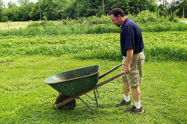 istock Organic Farmer Moving Compost In Wheel Barrow 479798792