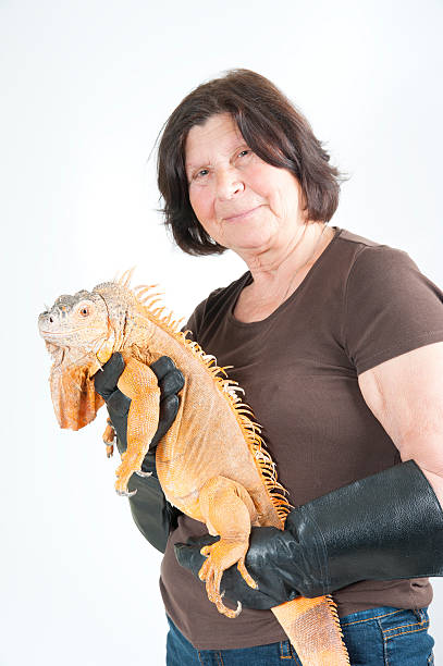 пожилые женщина с игуана на руках. - iguana reptile smiling human face стоковые фото и изображения