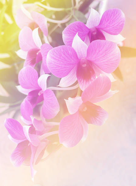 istock Orchids with Leaves Vintage Style used as Template 479800058