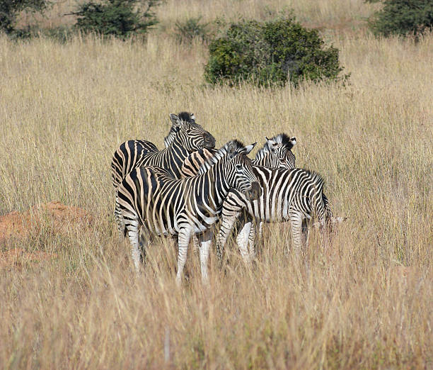 istock Zebras in the savanna 479800424