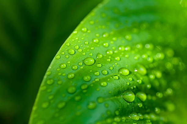 istock background of the water drops on a green leaf 479800650