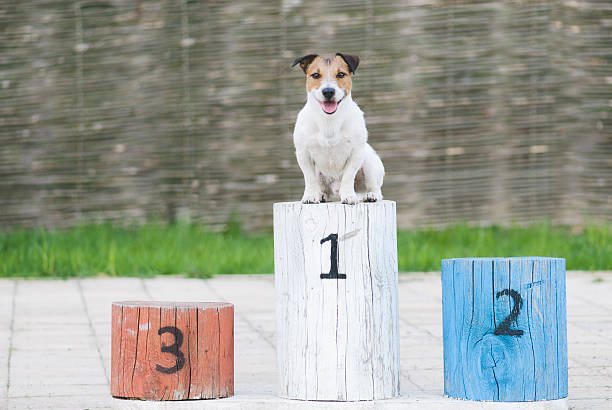 優勝犬を、台座に乗せた - best in show ストックフォトと画像