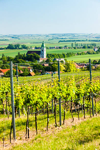 istock vineyard near Unterretzbach 479804950