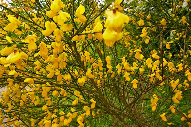 Genista is a genus of flowering plants in the legume family Fabaceae, native to open habitats such as moorland and pasture in Europe and western Asia.