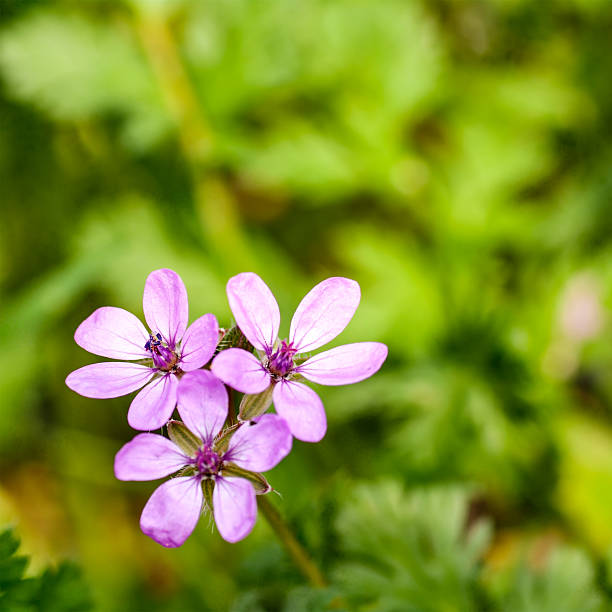 istock purple flowers in nature 479805322