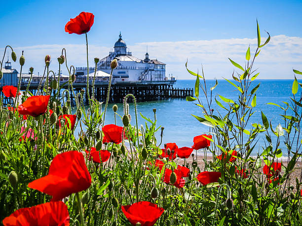 Eastbourne's pier and poppies on the seashore Eastbourne's pier and poppies on the seashore, East Sussex, UK east sussex photos stock pictures, royalty-free photos & images