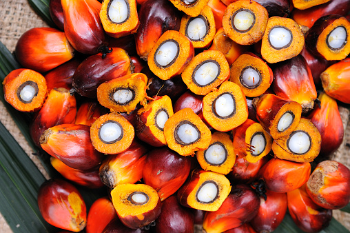 Close up of palm oil seeds, selective focus. 