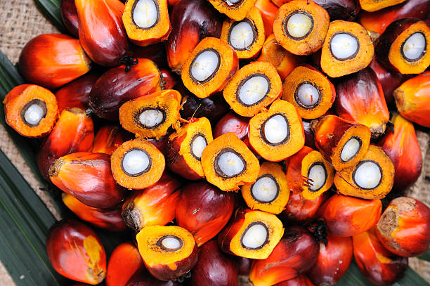 Palm oil seeds stock photo
