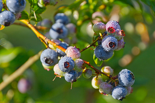A tight, wet cluster of ripening mountain blueberries covered in morning dew in early summer