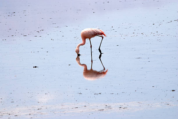 istock Flamingo at Atacama desert 479806670