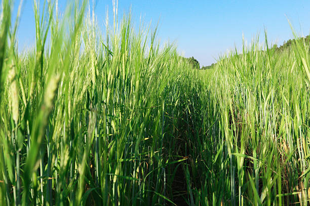 istock Summer field of grass 479806854