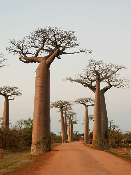istock Baobab Alley at sunset - Madagascar 479807026