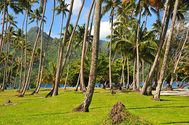 istock Palm trees near beach on tropical Pacific island 479807202