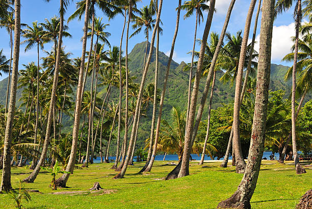 istock Palm trees near beach on tropical Pacific island 479807204