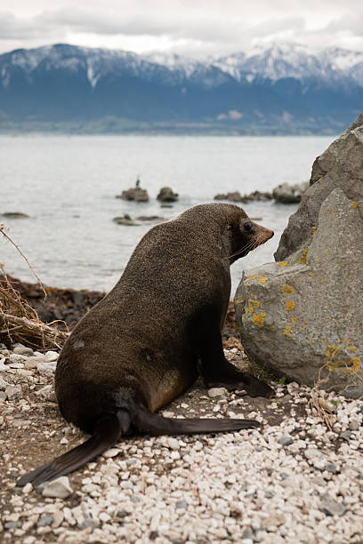 istock Fur seal on the ocean shore 479807284