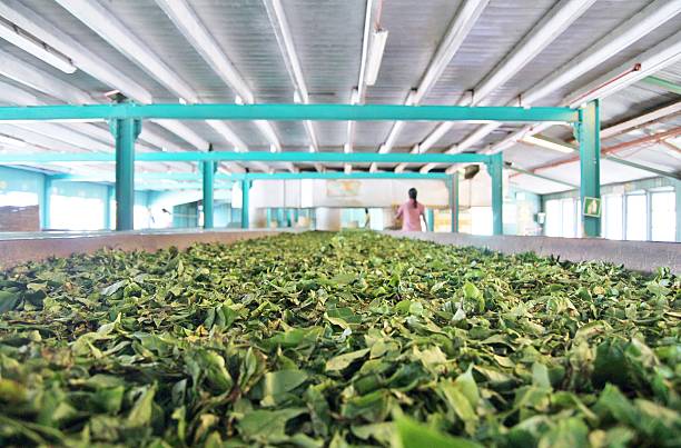 istock Tea leaves in factory 479807328