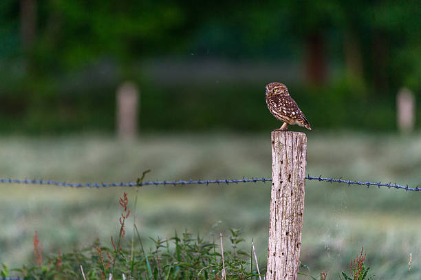 istock Stone owl on his seat 479807470
