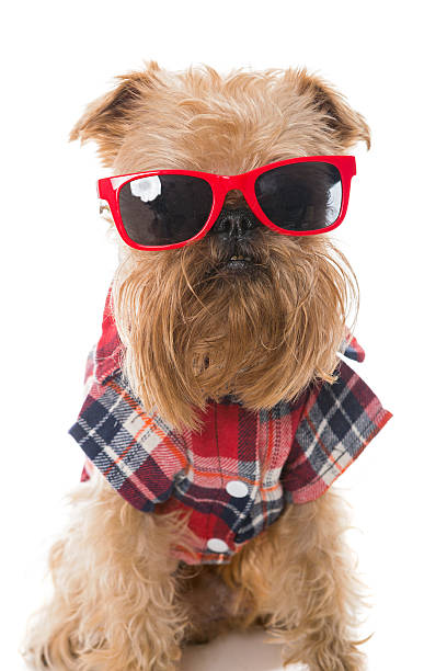 istock Dog in red glasses 479809778