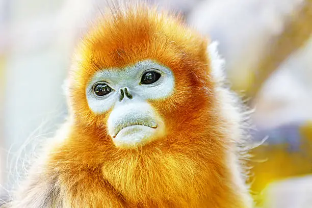 Cute golden Snub-Nosed Monkey in his  natural habitat of wildlife.