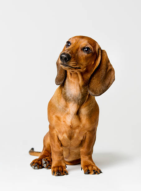 ダックスフンド絶縁白色の背景に、ブラウ��ンの犬見上げる - dachshund ストックフォトと画像