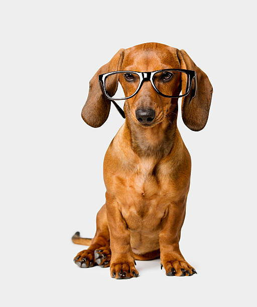 istock Dog in Glasses on White Background, Smart Dachshund 479809976