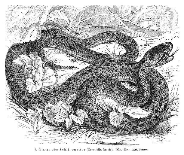 wąż szczura engraving 1896 - rat snake illustrations stock illustrations