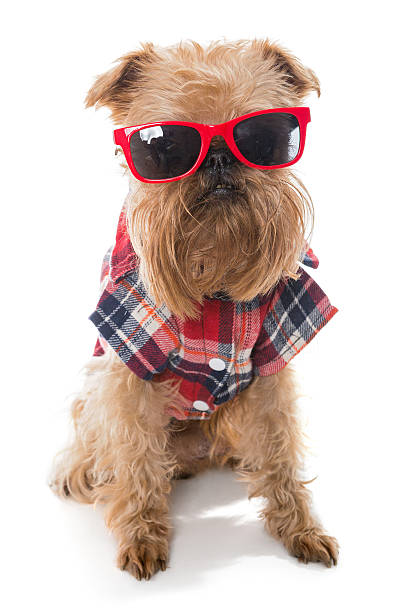 istock Dog breed Brussels Griffon red glasses 479814672