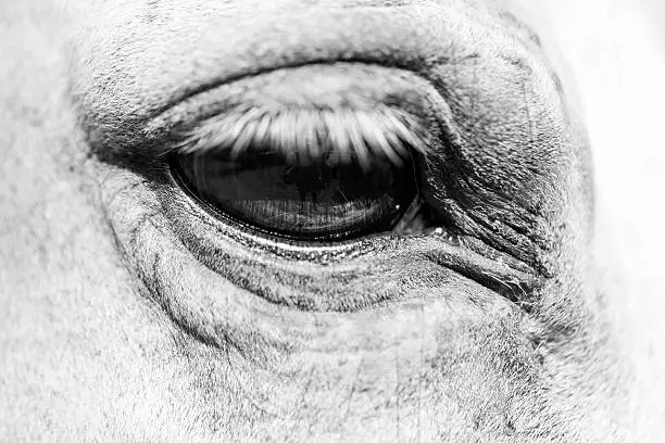Eye of animal black and white closeup, horisontal picture