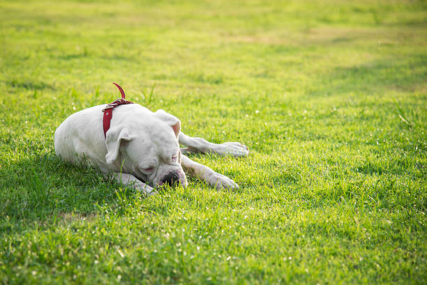 istock Very tired white dog lying on green grass 479814858