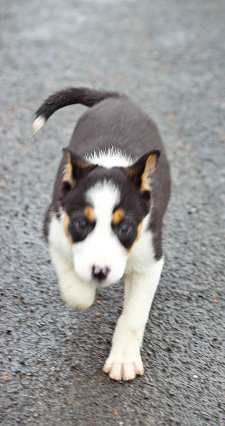 istock Border Collie Puppy 479815138