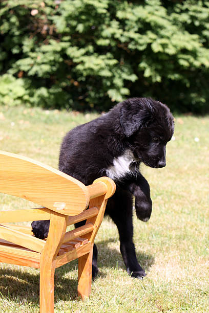 negro, cachorro - begleiter fotografías e imágenes de stock