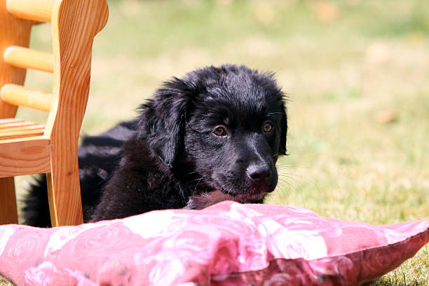 negro, cachorro - begleiter fotografías e imágenes de stock