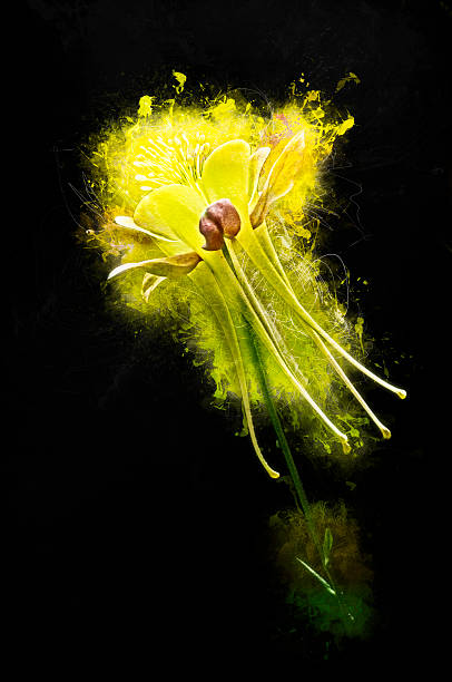 istock Yellow little flower 479817322