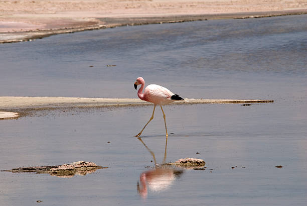 istock Flamingo at Atacama desert 479817770