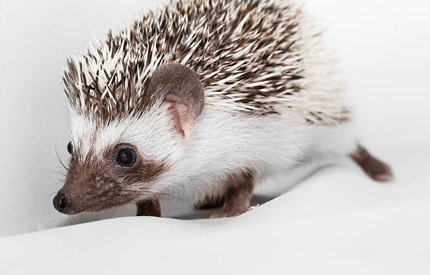 African white- bellied hedgehog stock photo