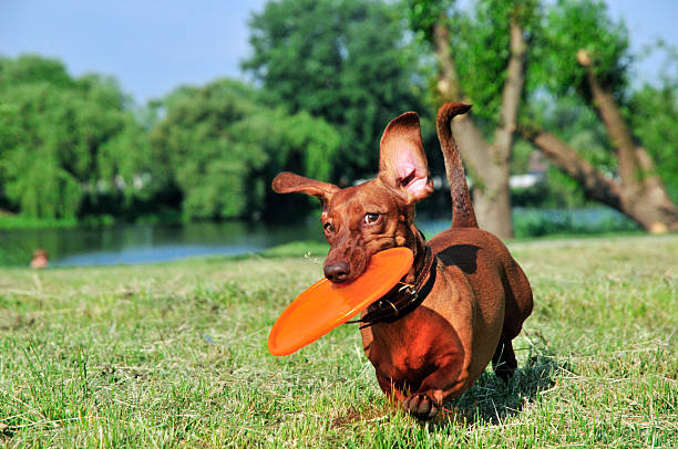 istock Dog breed standard smooth-haired dachshund, bright red color. 479821058