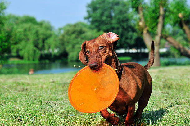 istock Dog breed standard smooth-haired dachshund. 479821060