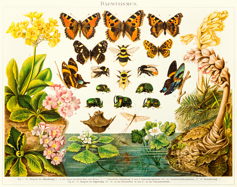 lithograph illustration of the theory of darwinism using insects