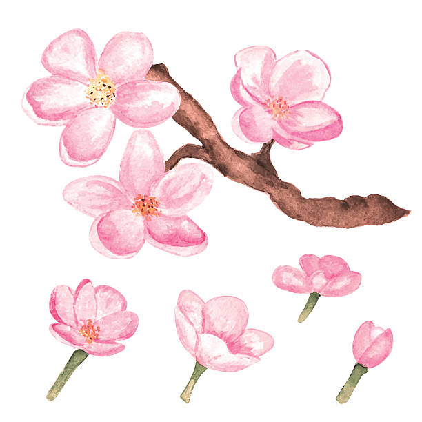 illustrazioni stock, clip art, cartoni animati e icone di tendenza di filiale di acquerello, fiori di sakura e fiori di ciliegio - blossom growth single flower cherry blossom