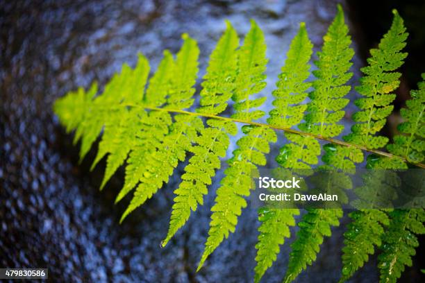 Wet Green Fern Stock Photo - Download Image Now - 2015, Drop, Fern