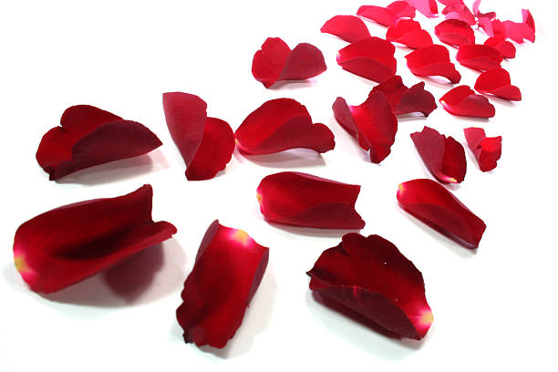 istock red rose petals as background 479830684