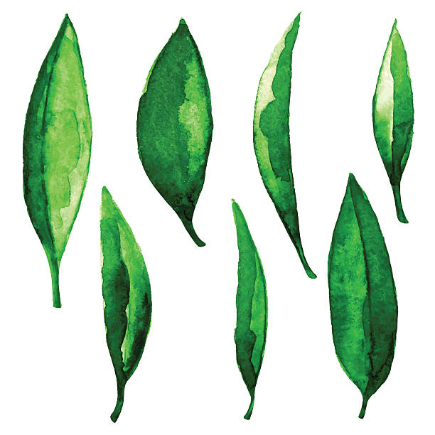 水彩緑の葉 - tea crop leaf freshness organic点のイラスト素材／クリップアート素材／マンガ素材／アイコン素材