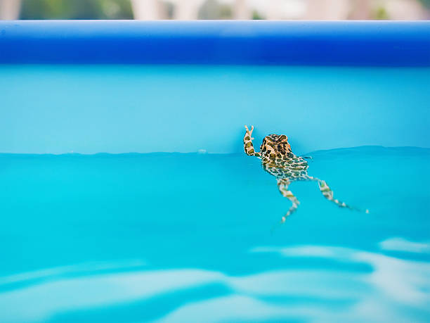 frog in the swimming pool in summer asking for two drinks