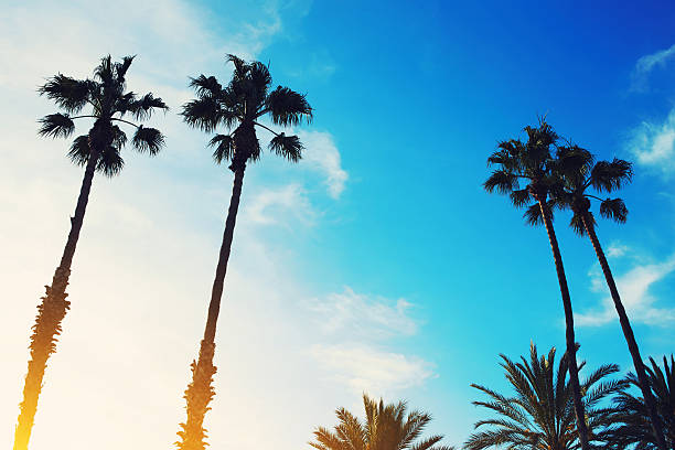 istock Image of silhouetted lush palm trees against dusky bright sky 479832094