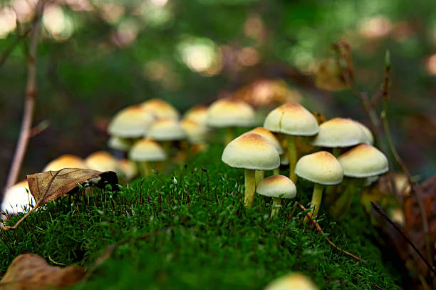 머시룸 - moss fungus macro toadstool 뉴스 사진 이미지