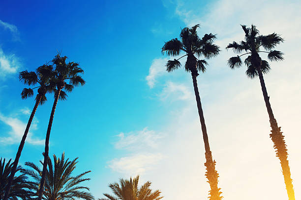 istock Retro style image of silhouetted lush palm trees 479834878