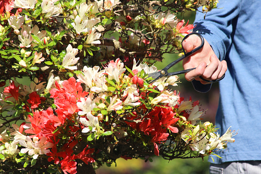 Photo showing a beautiful satsuki azalea bonsai tree being pruned with long handled scissors.  The dead / dying red and white flowers are being cut off / dead-headed, so that they won't set seed.