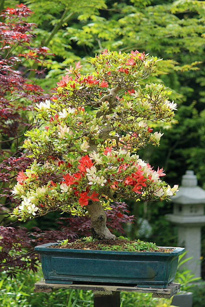 istock Image of specimen satsuki azalea bonsai tree, red / white flowers 479835950