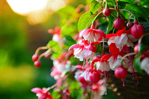 fuchsia fleurs dans le jardin, suspendue dans un panier - honeysuckle pink photos et images de collection