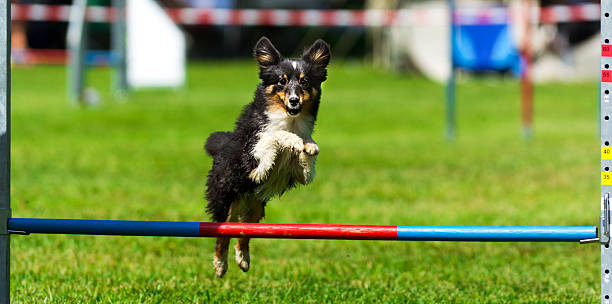istock Close up of papillon dog on agility course (single hurdle) 479836574
